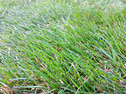 Примерный вид кошенной травы.